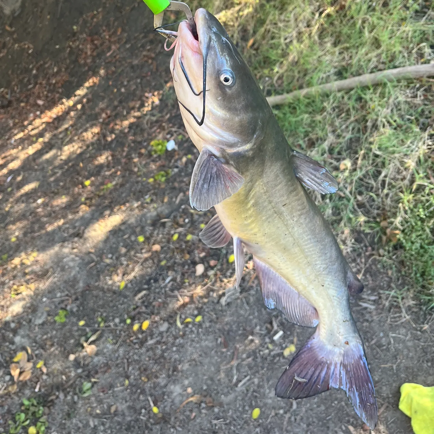 Fish caught on Fishbrain