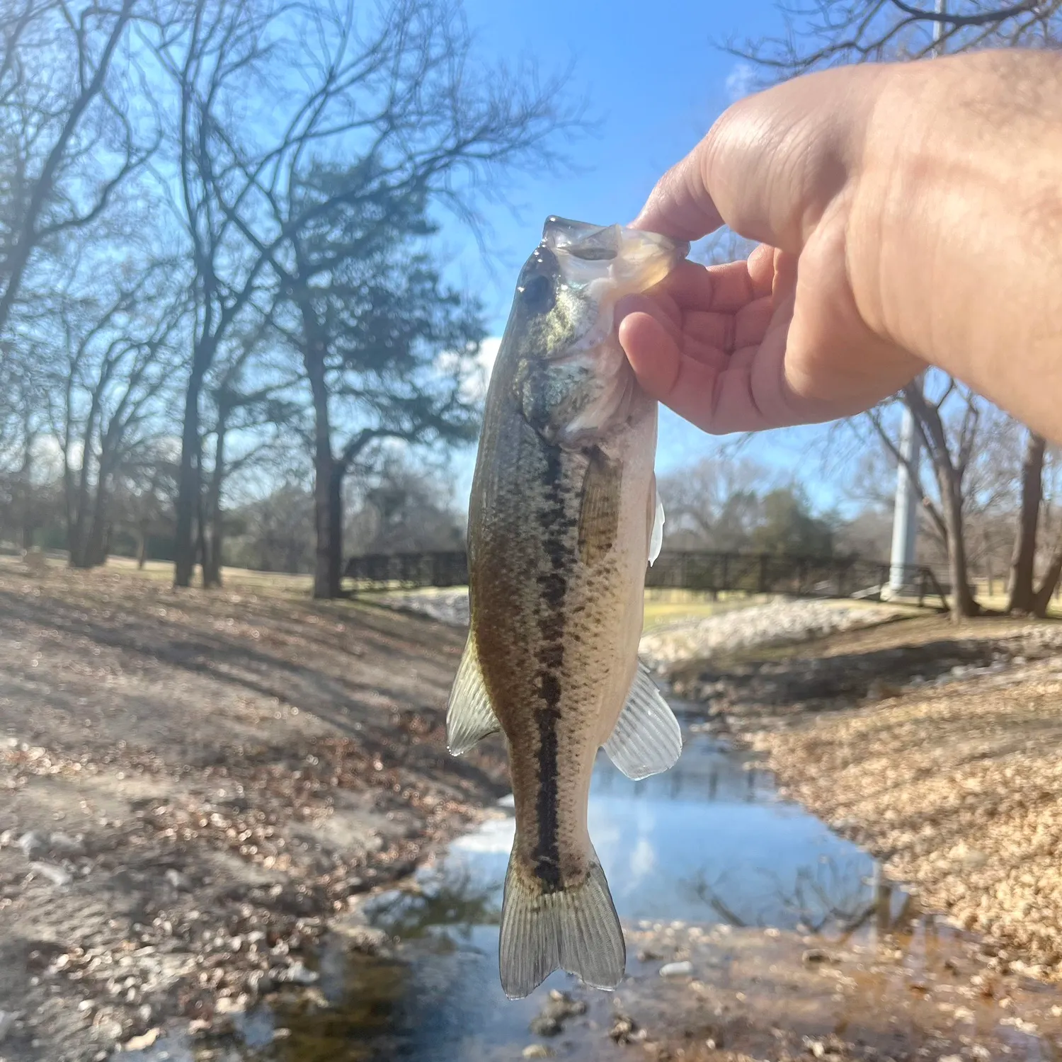 Spotted bass caught on Fishbrain