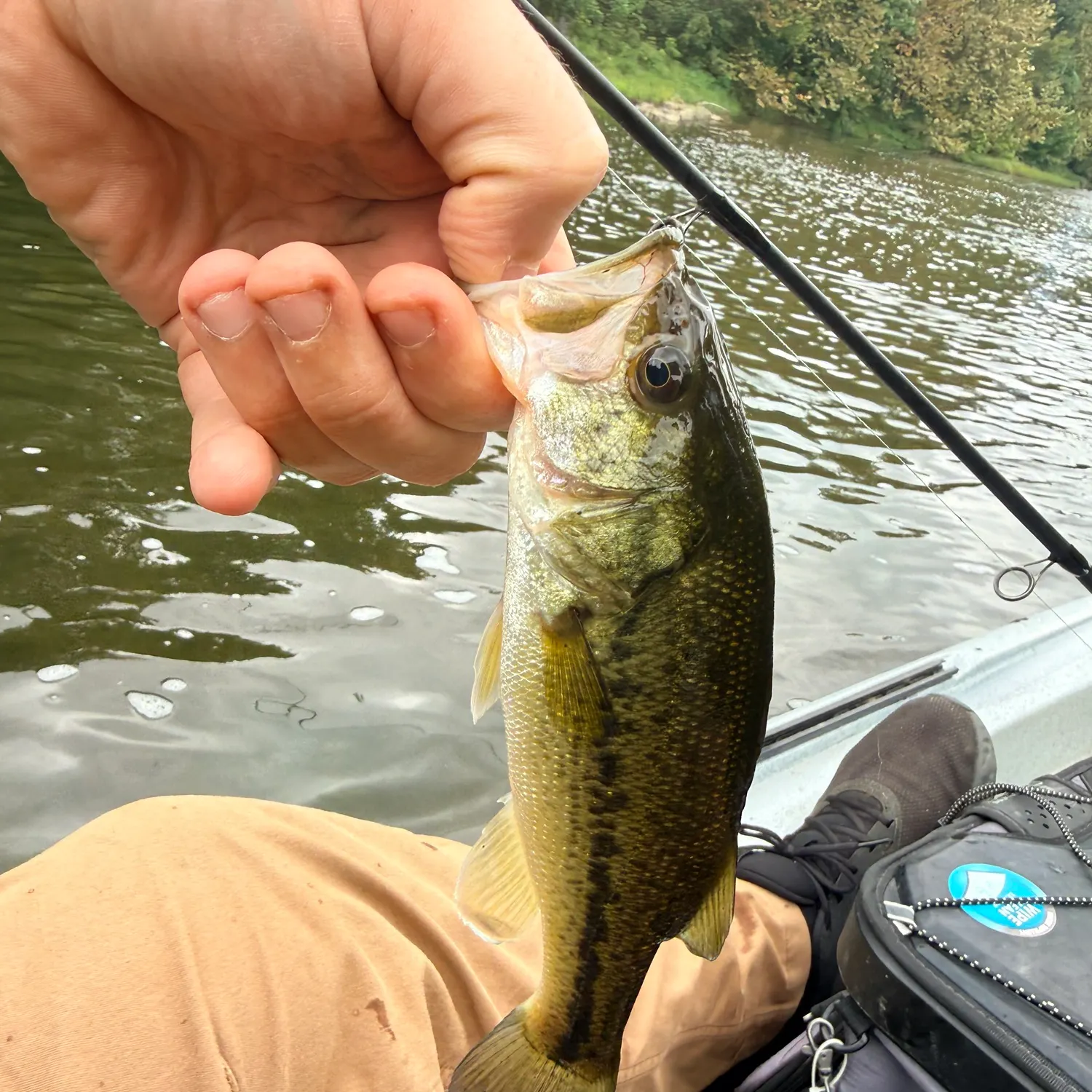 Smallmouth bass caught on Fishbrain