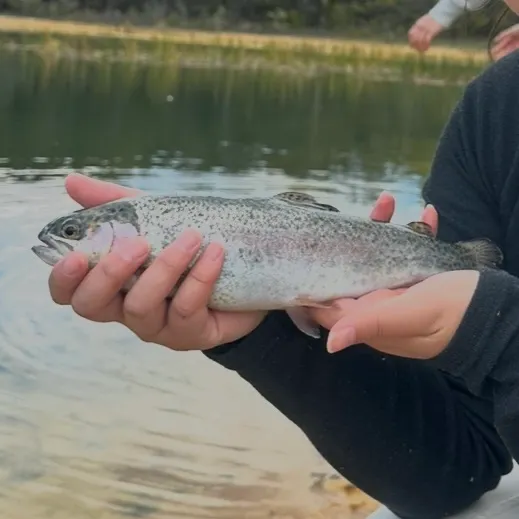 Rainbow trout caught on Fishbrain