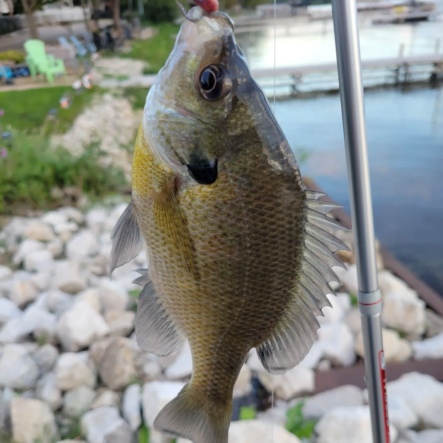 Bluegill caught on Fishbrain
