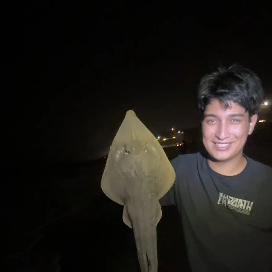 The most recent Pacific shovelnose guitarfish catches on Fishbrain
