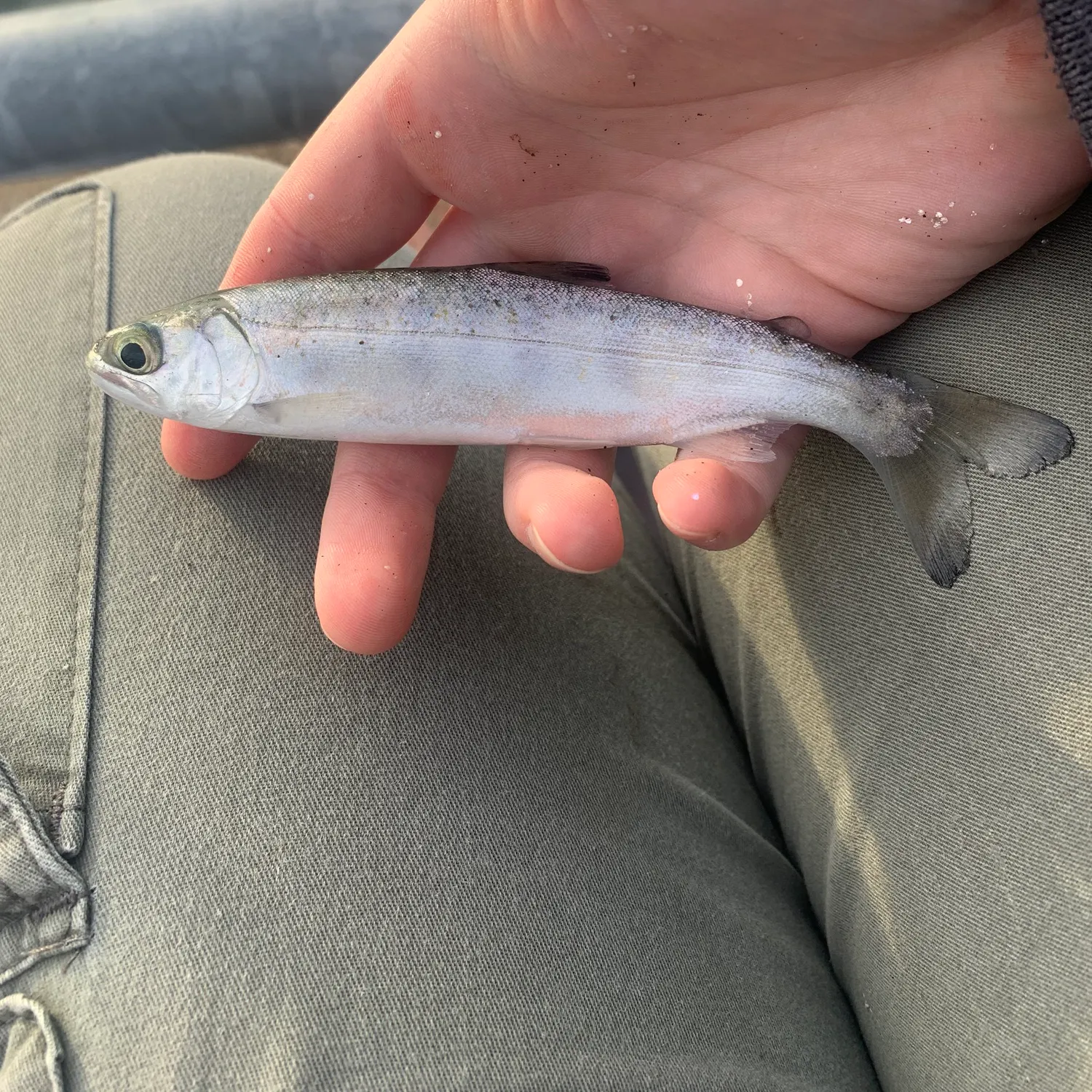 The most recent Chinook salmon catches on Fishbrain