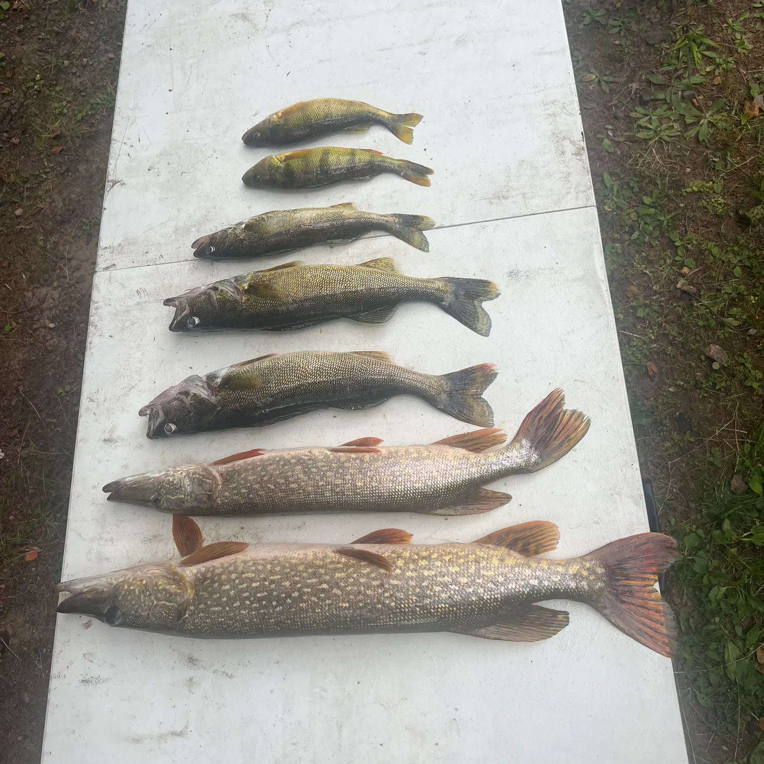 recently logged catches