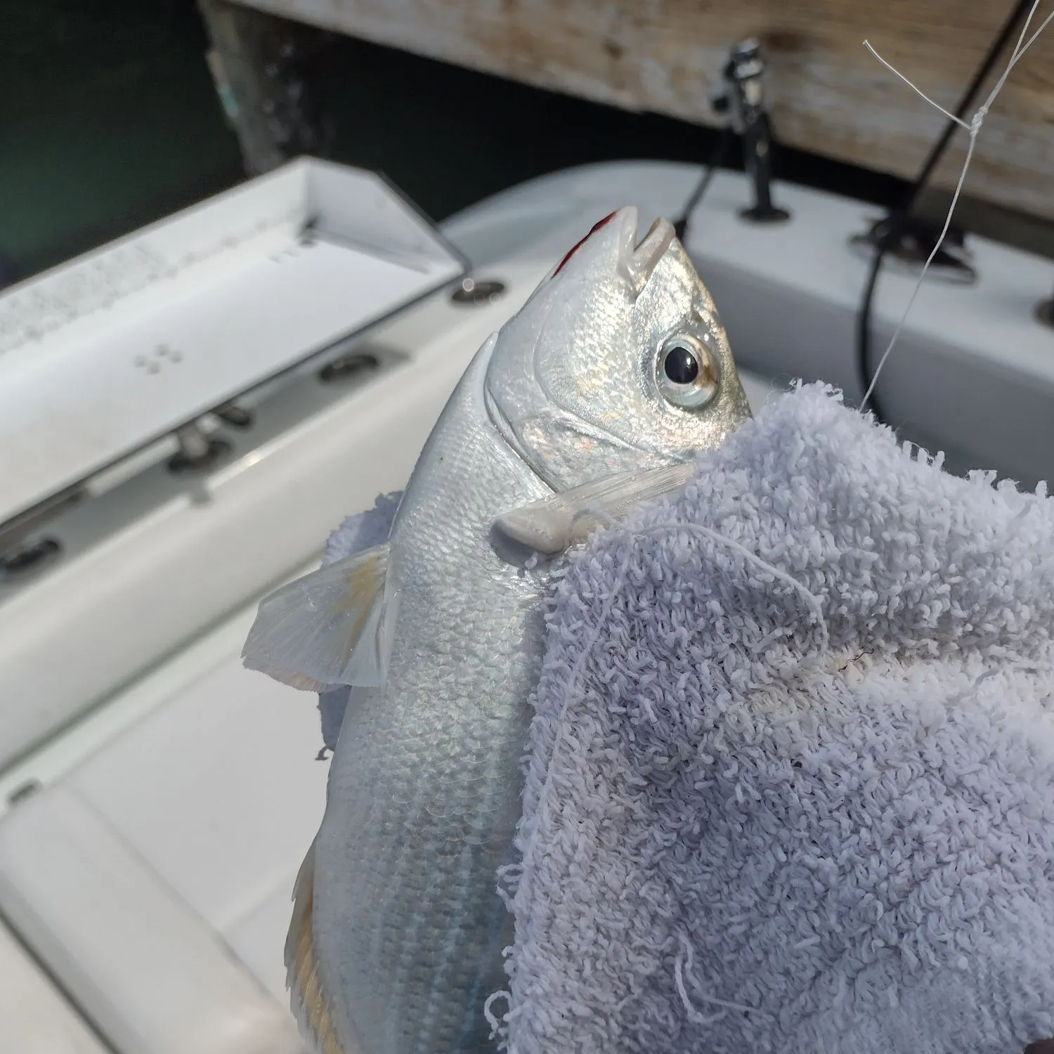 The most recent Pinfish catches on Fishbrain