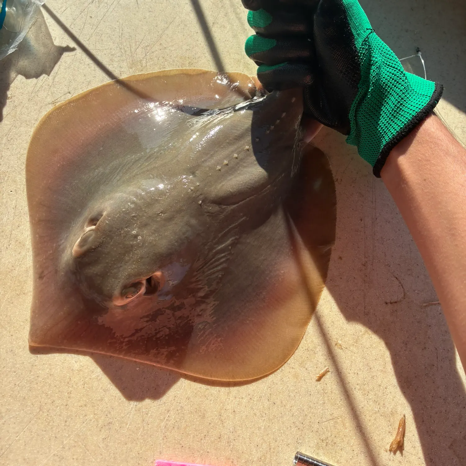 The most recent Atlantic stingray catches on Fishbrain