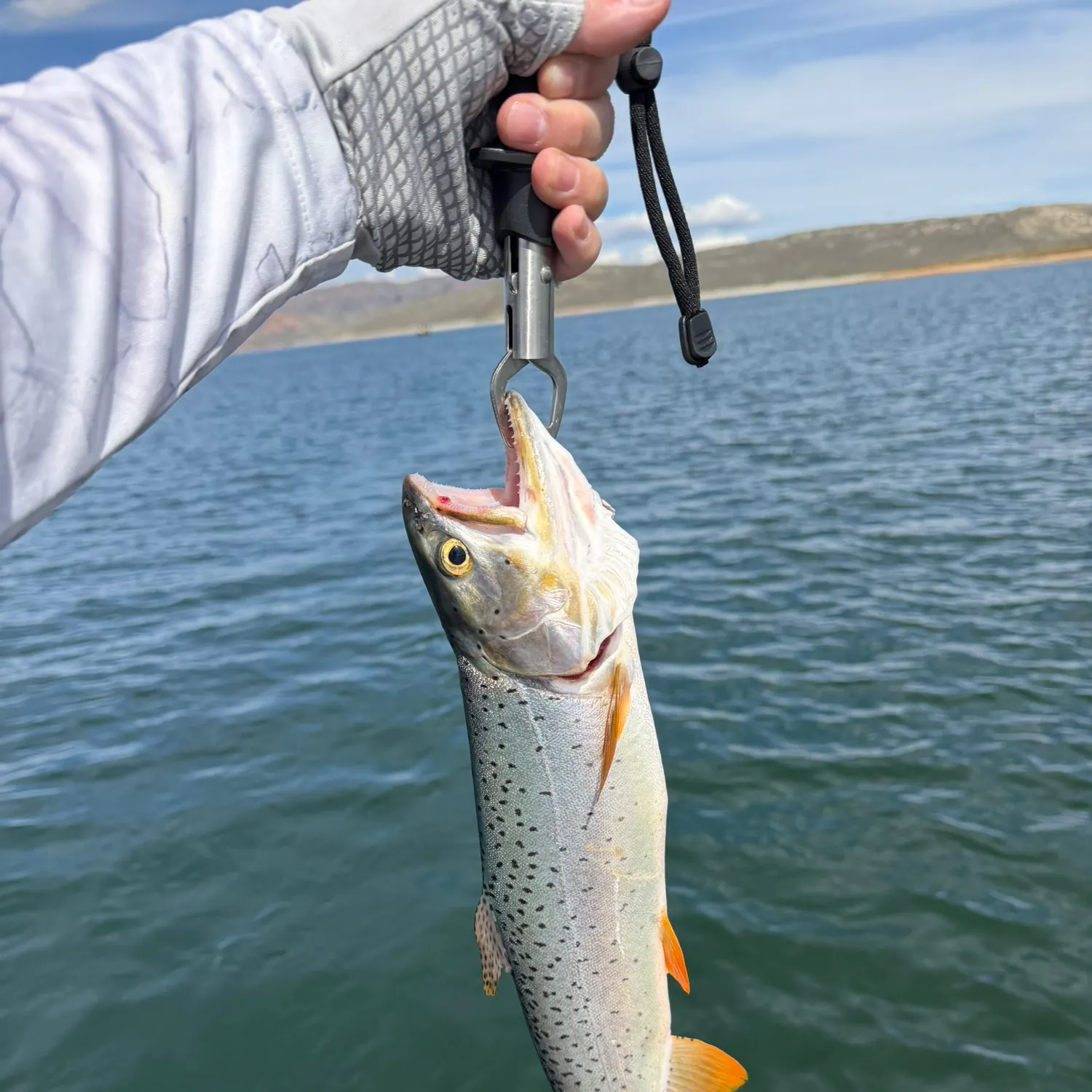 Cutthroat trout caught on Fishbrain
