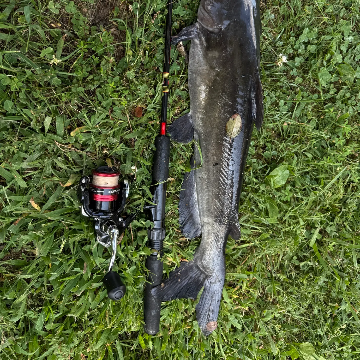 Channel catfish caught on Fishbrain