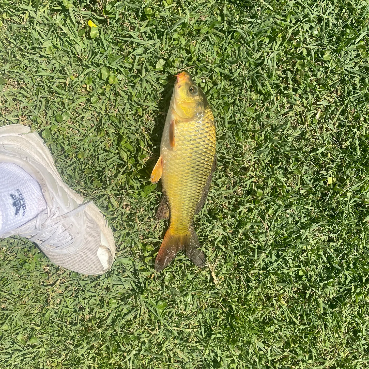 The most recent Koi x common carp catches on Fishbrain