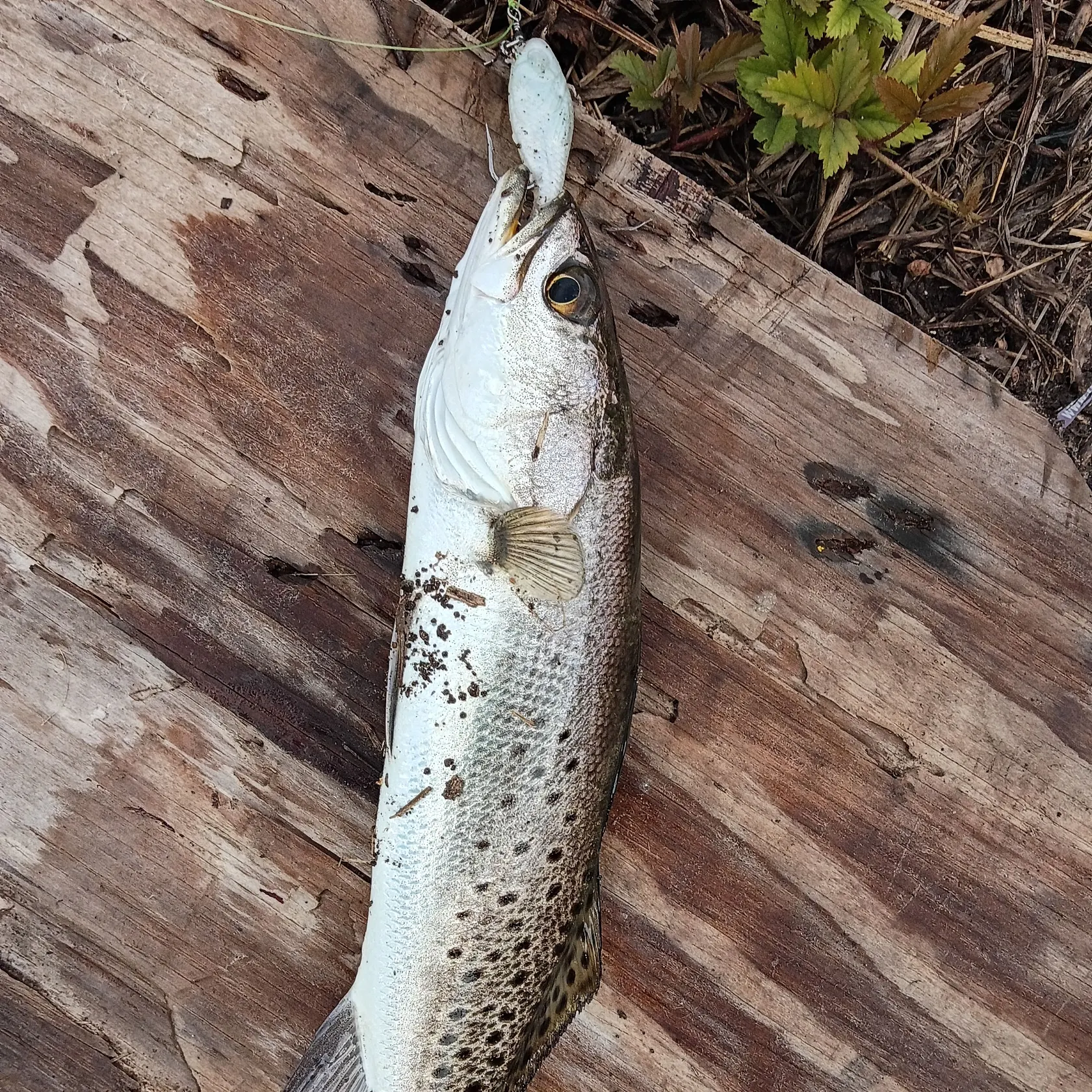 Spotted seatrout caught on Fishbrain