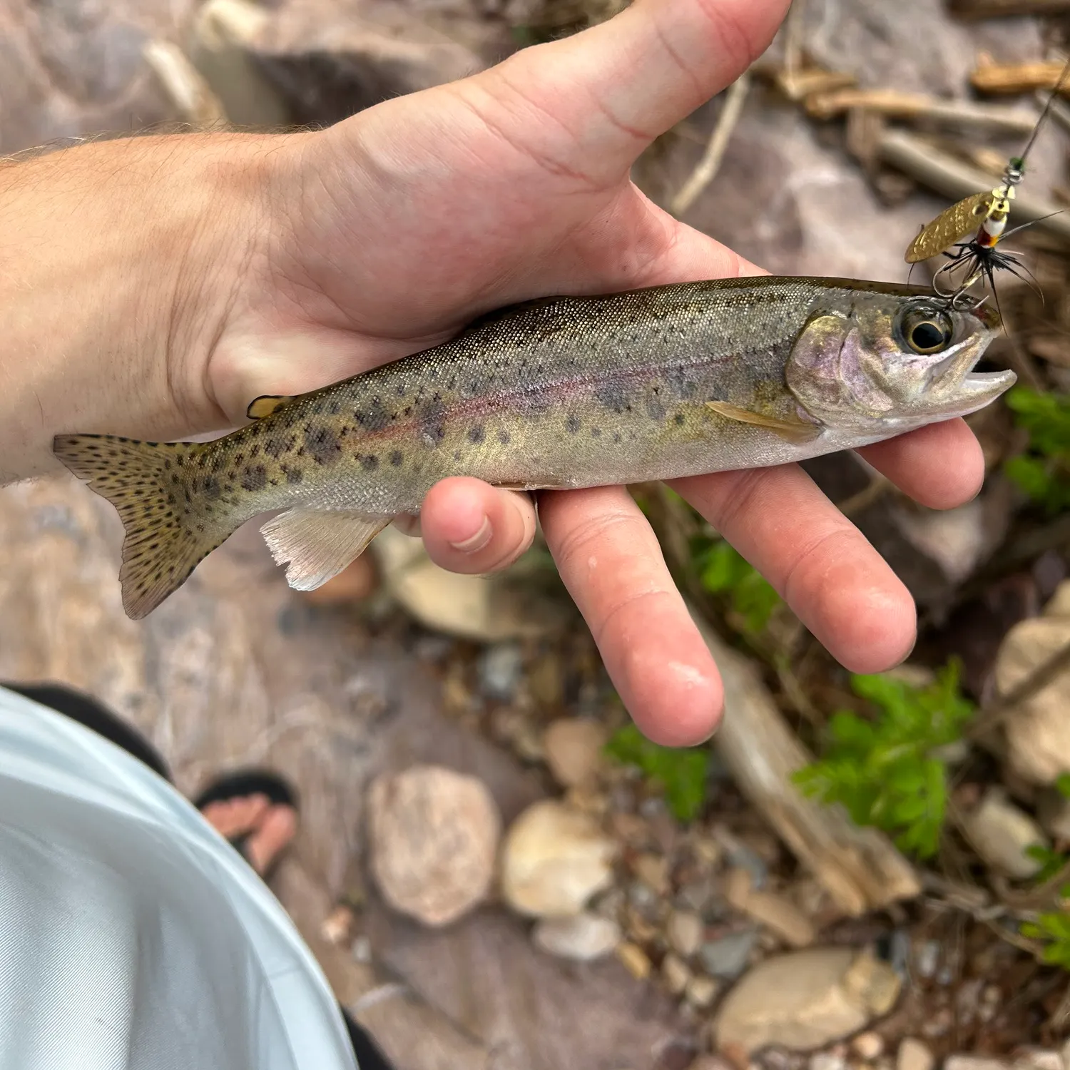 The most recent Gila trout catches on Fishbrain