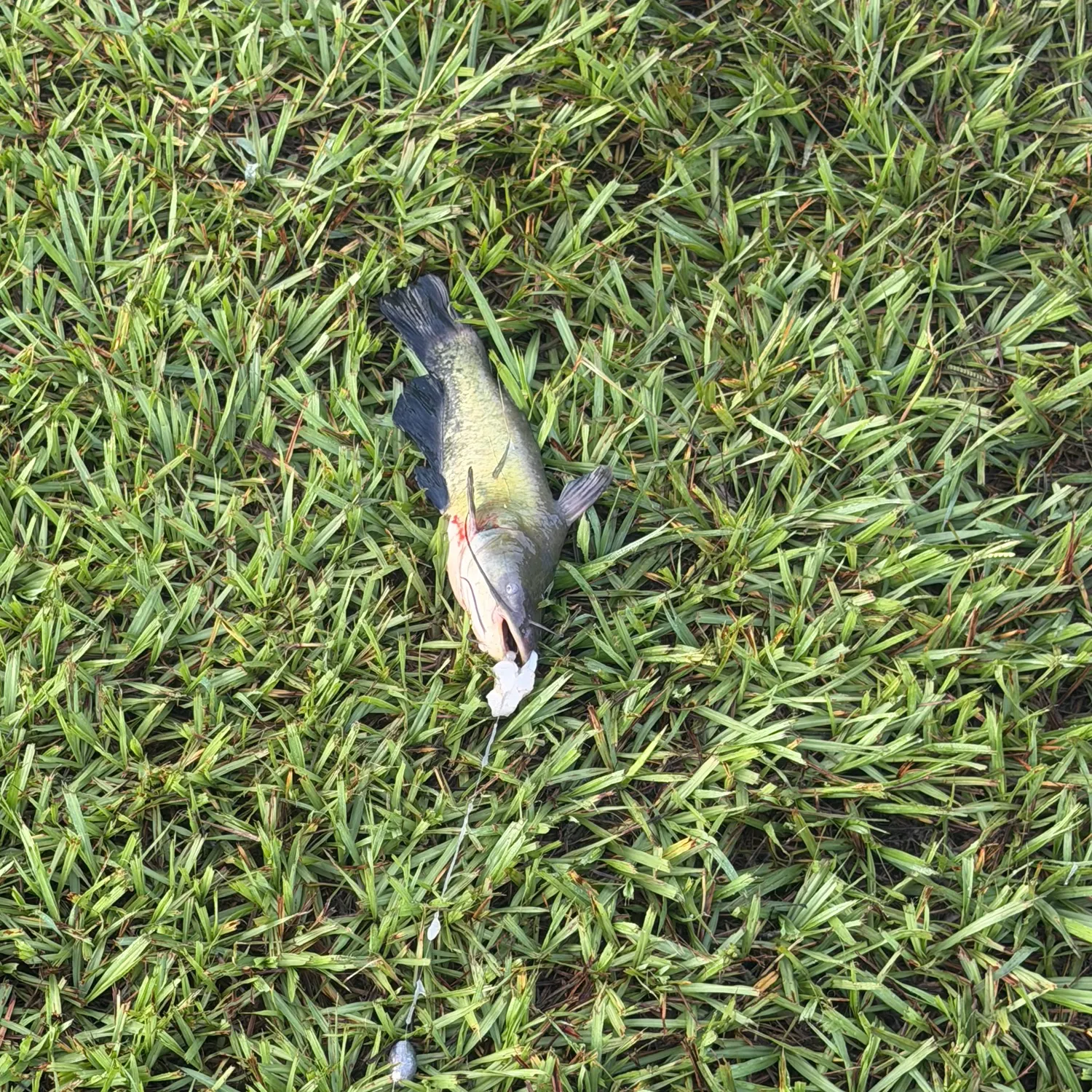 Channel catfish caught on Fishbrain
