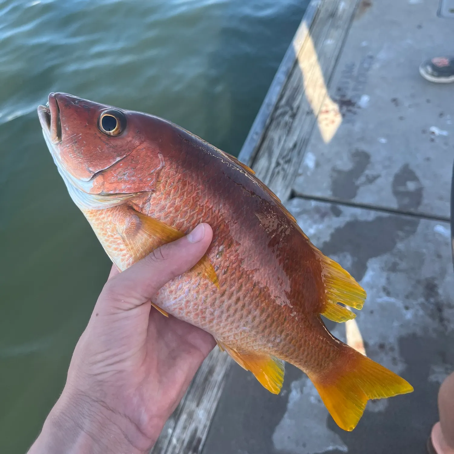 The most recent Schoolmaster snapper catches on Fishbrain