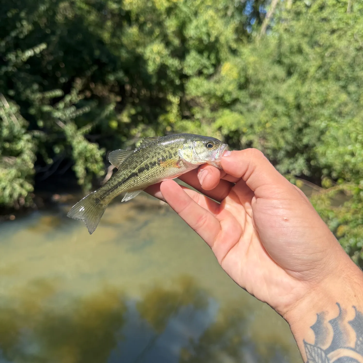 The most recent Spotted bass catches on Fishbrain