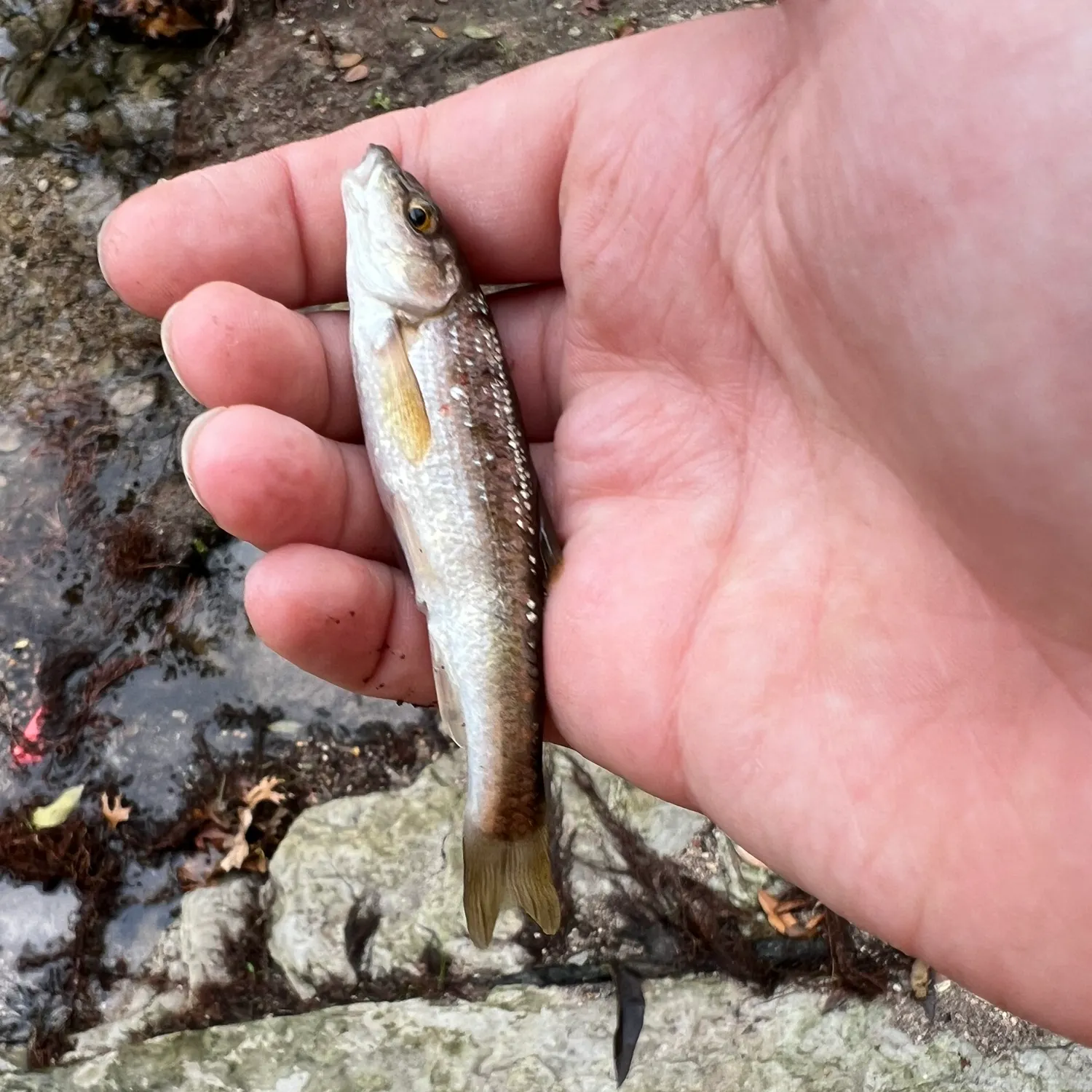 The most recent Gray redhorse catches on Fishbrain