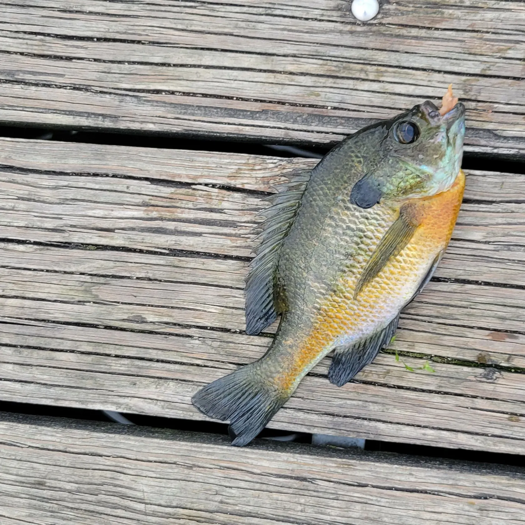 Bluegill caught on Fishbrain