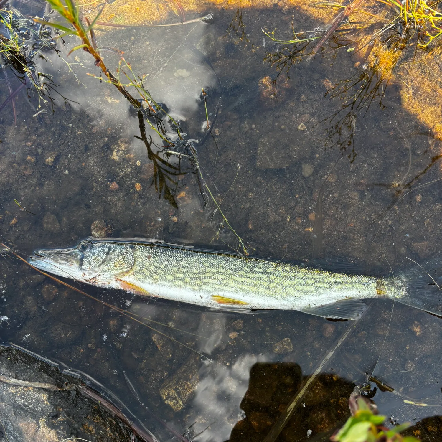 Chain pickerel caught on Fishbrain