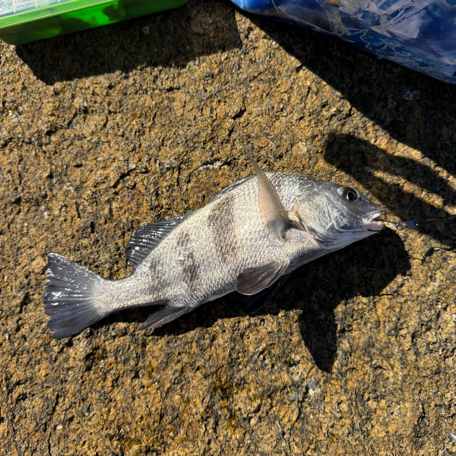 Black drum caught on Fishbrain