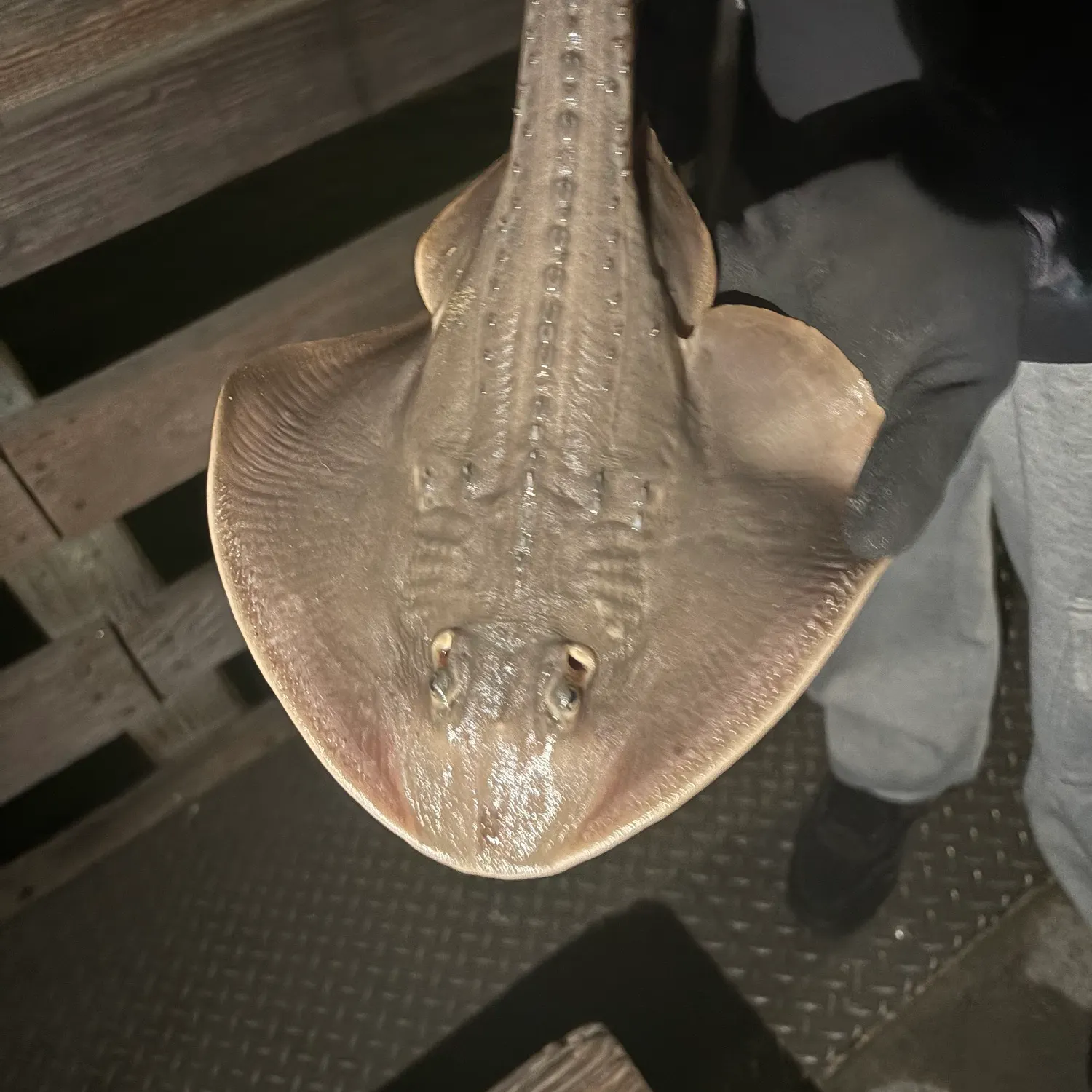 The most recent Little Skate catches on Fishbrain