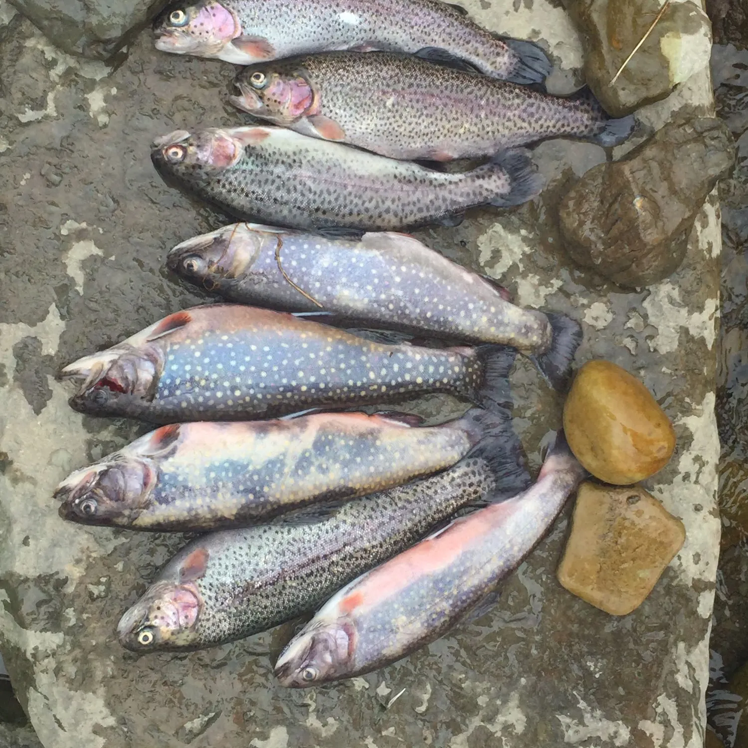 recently logged catches