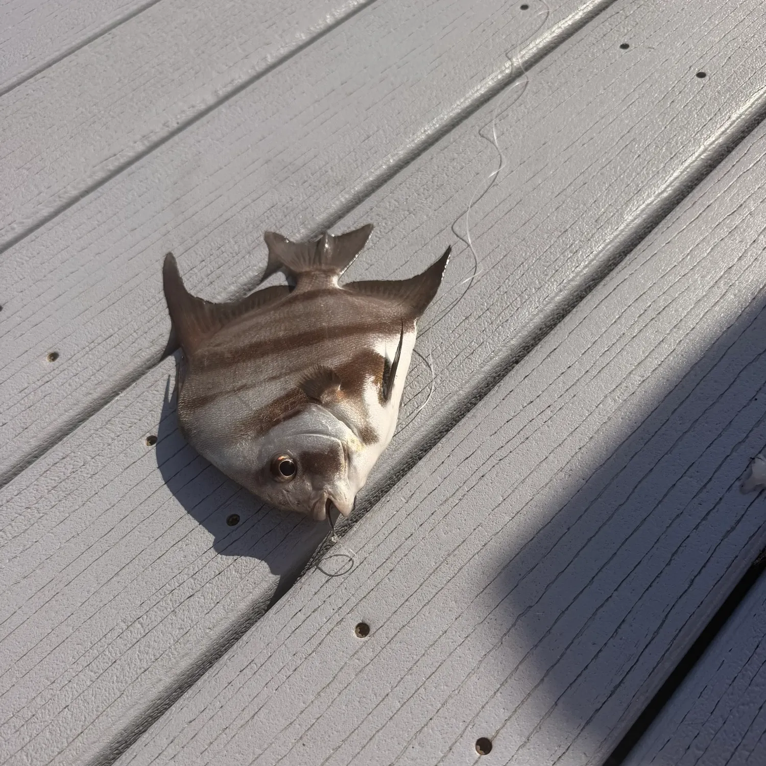 The most recent Atlantic spadefish catches on Fishbrain