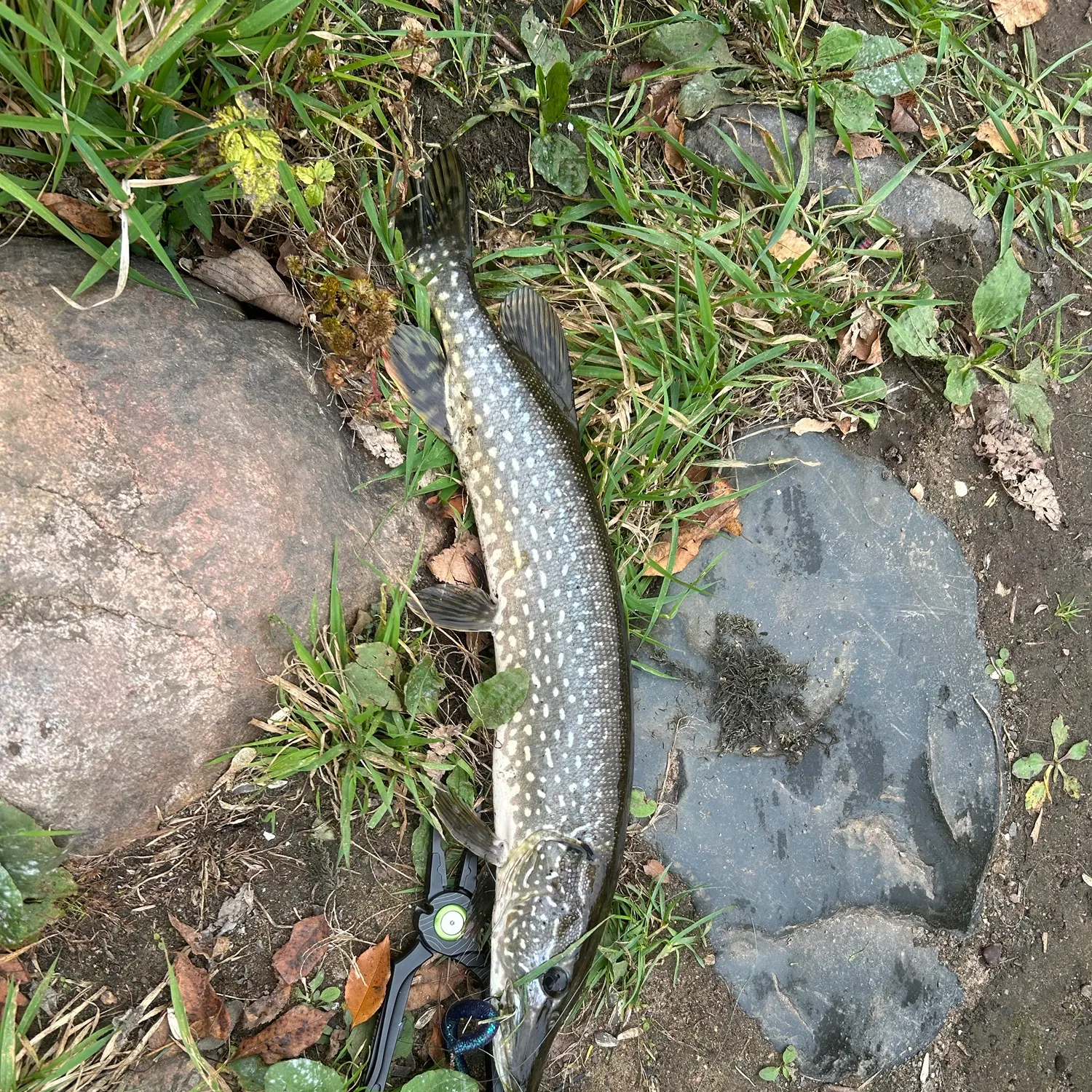 Northern pike caught on Fishbrain