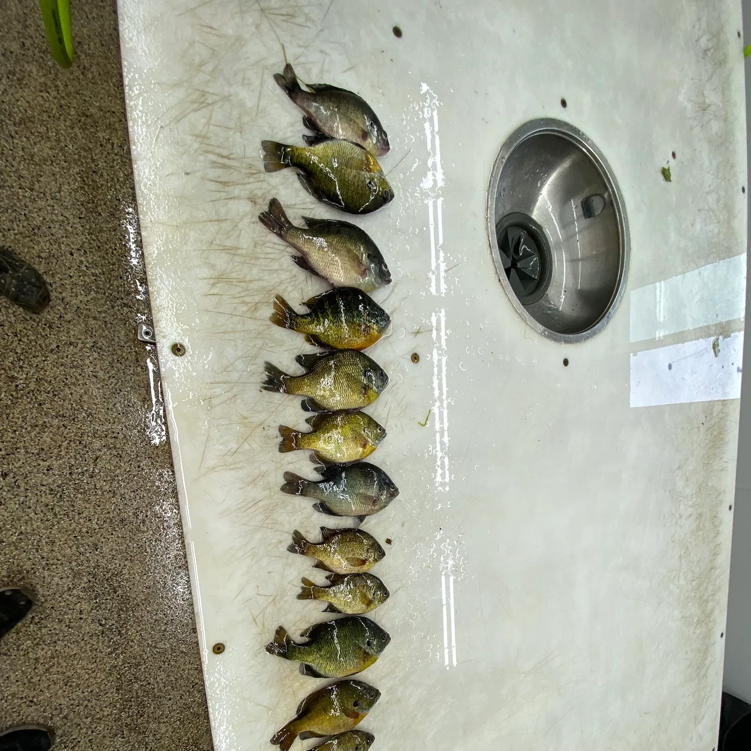 recently logged catches