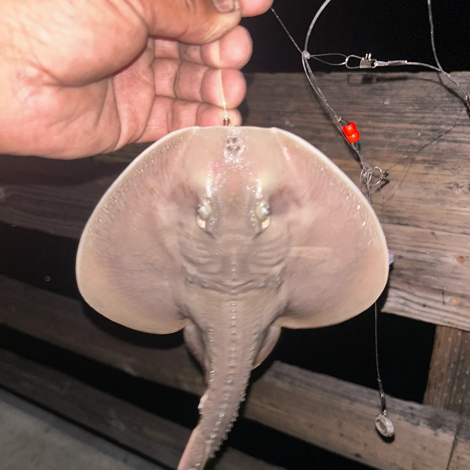 Haller's round ray caught on Fishbrain