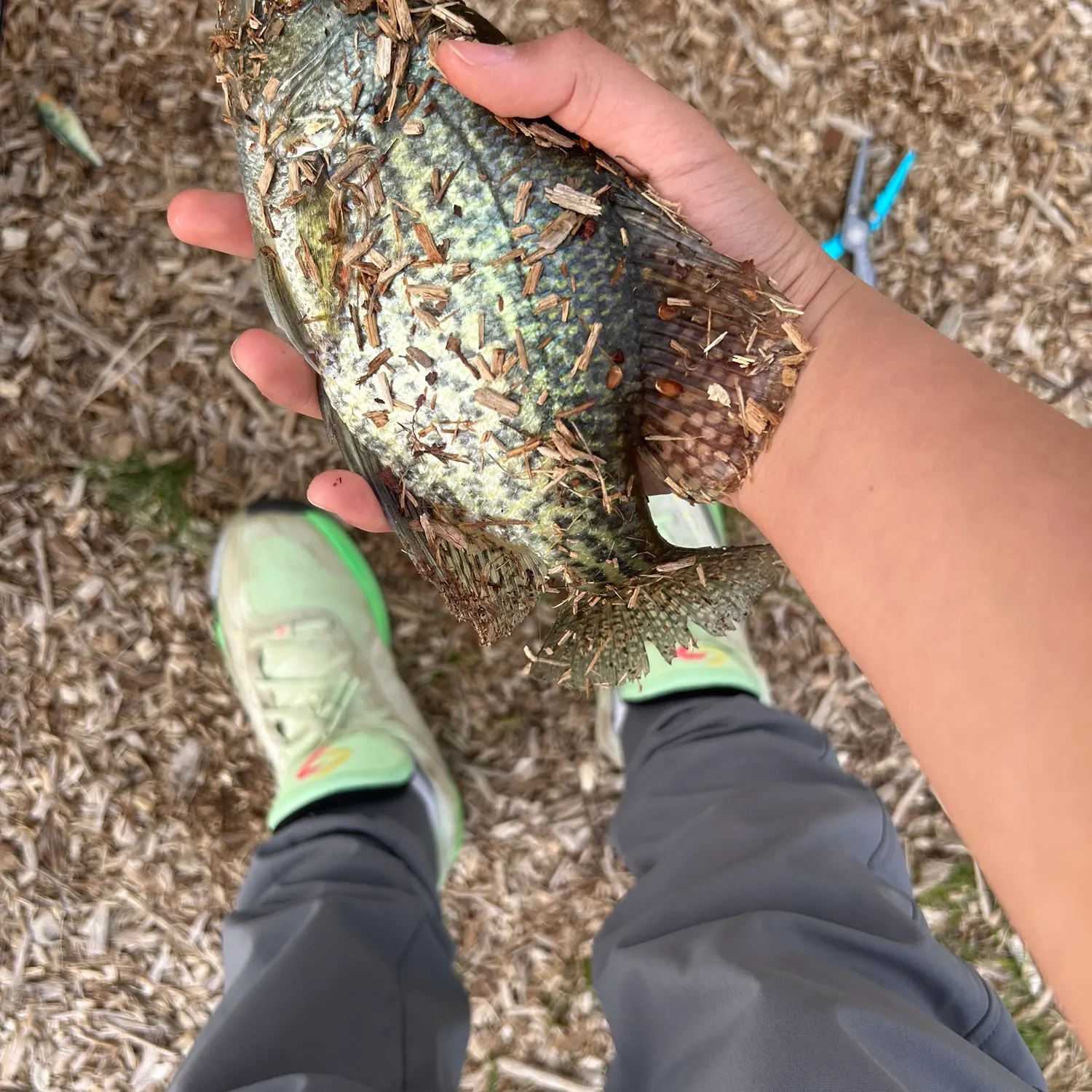 The most recent Black crappie catches on Fishbrain
