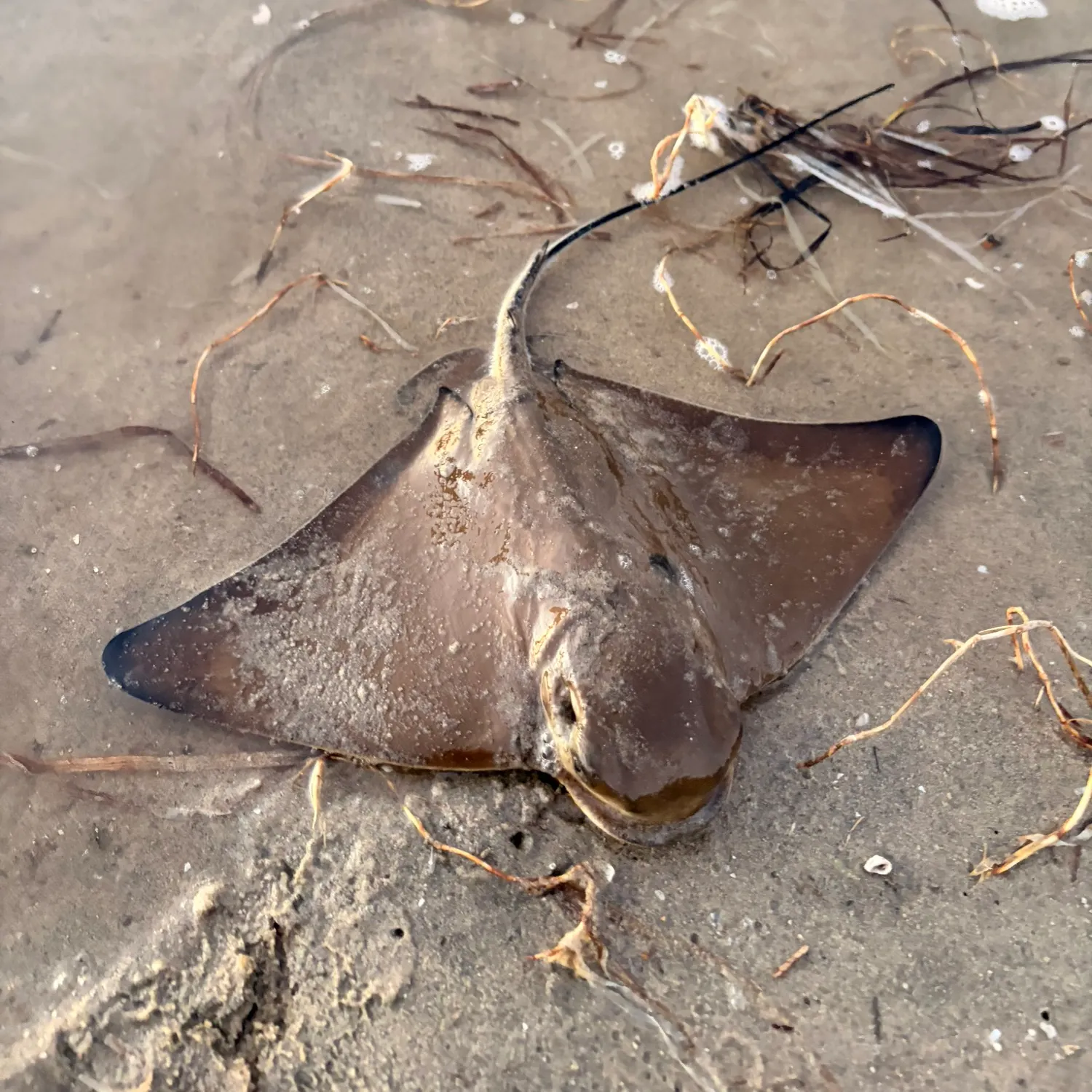 Bat eagle ray caught on Fishbrain