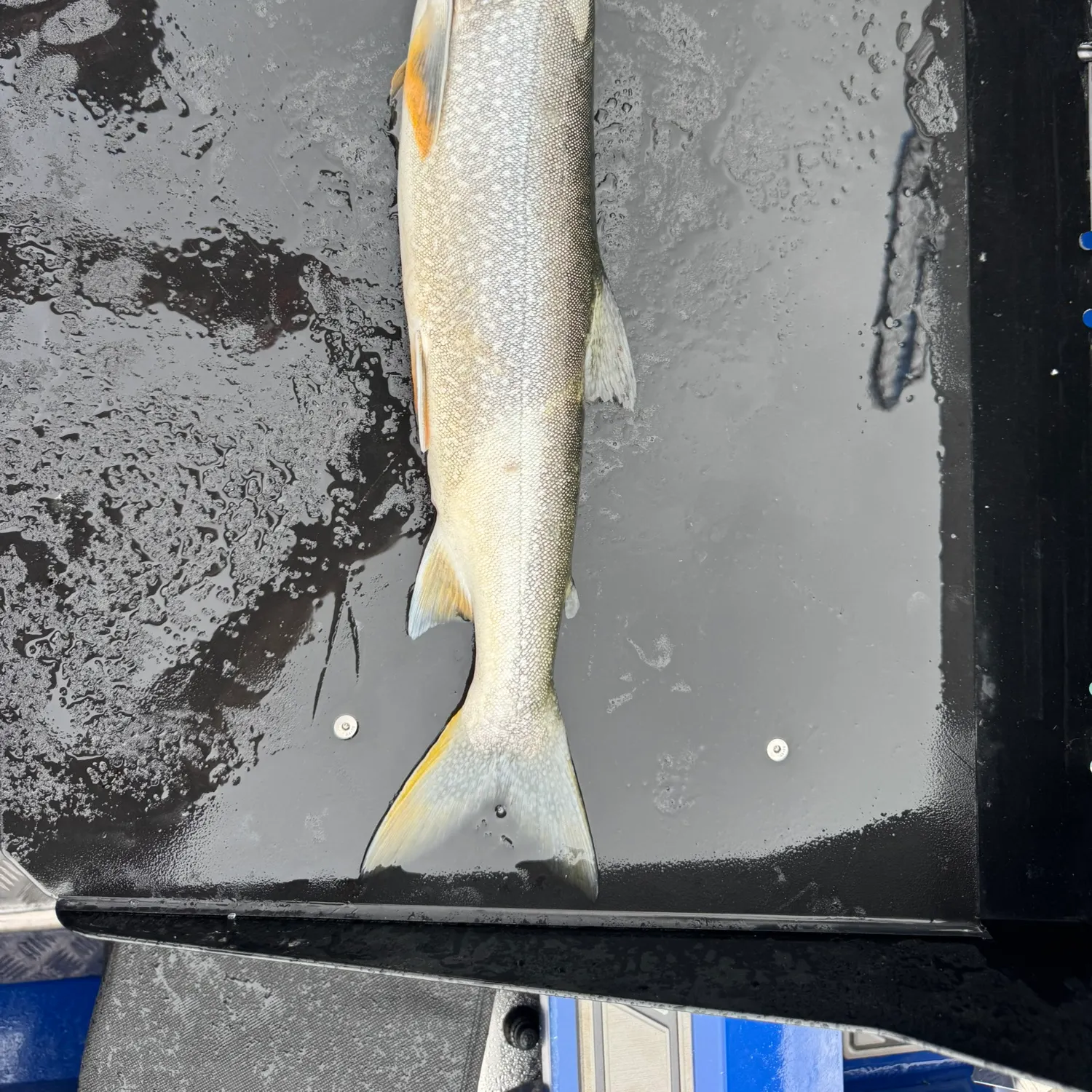Lake char caught on Fishbrain