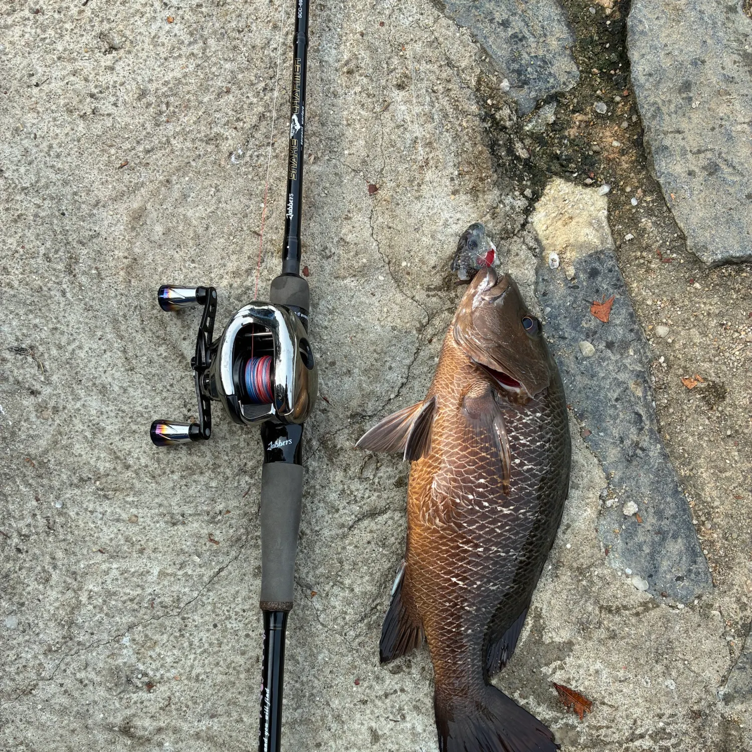 Fish caught on Fishbrain