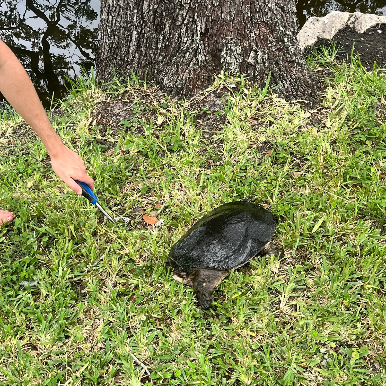 The most recent Florida softshell turtle catches on Fishbrain