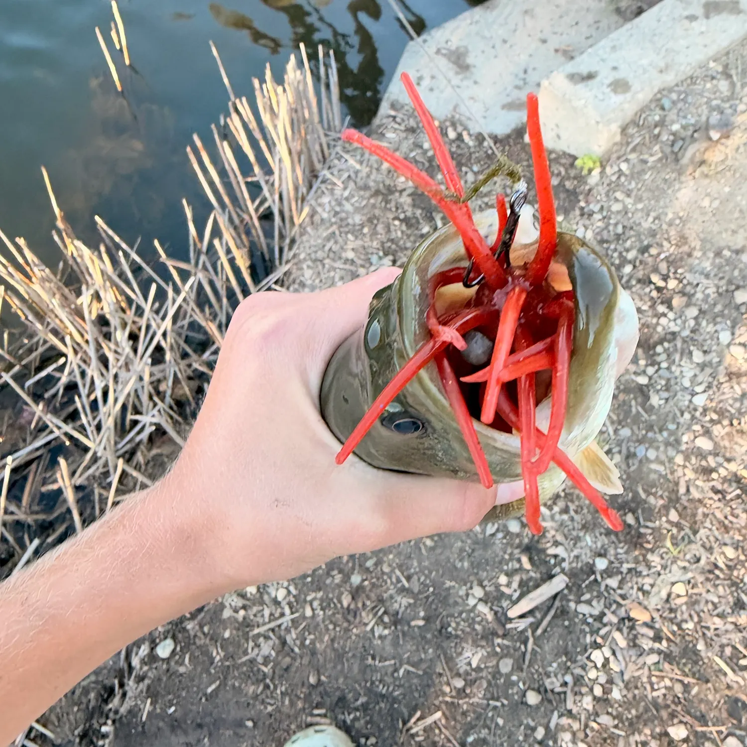 Largemouth bass caught on Fishbrain
