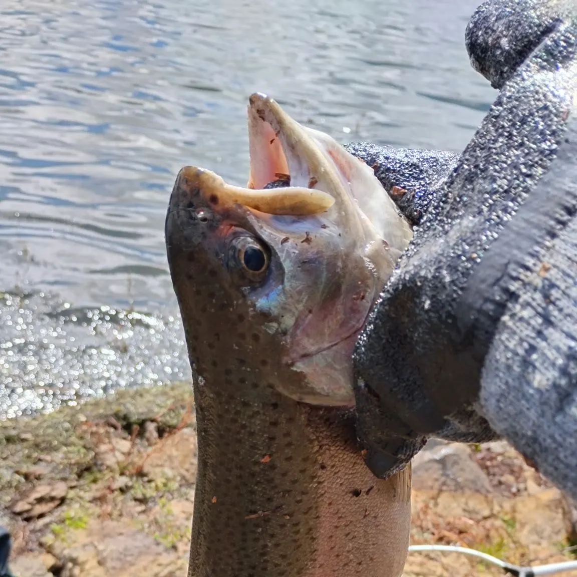 Cutbow caught on Fishbrain