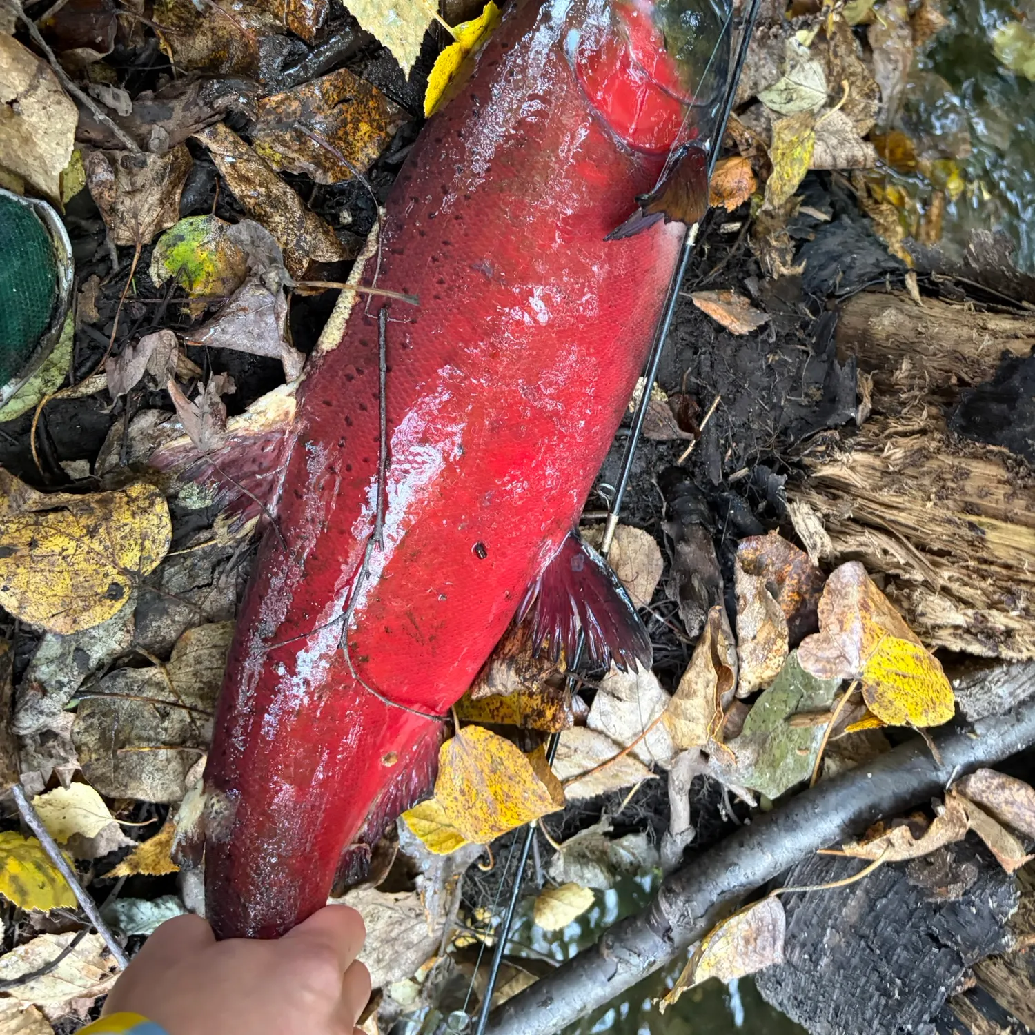 Coho salmon caught on Fishbrain