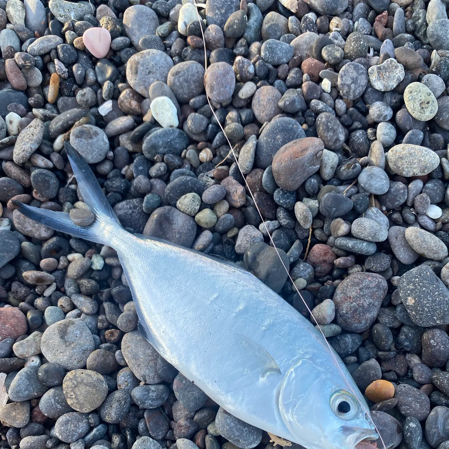 The most recent Leerfish catches on Fishbrain