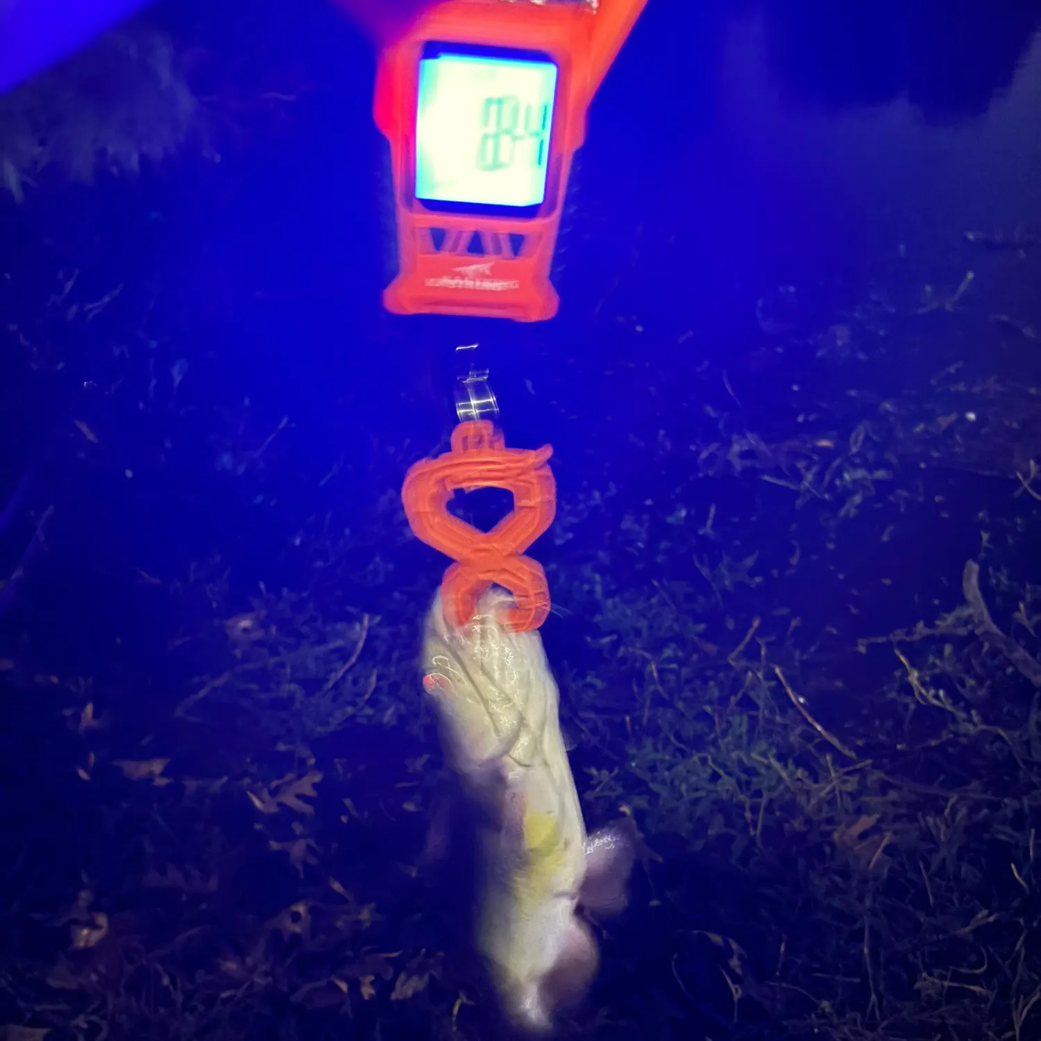 Channel catfish caught on Fishbrain