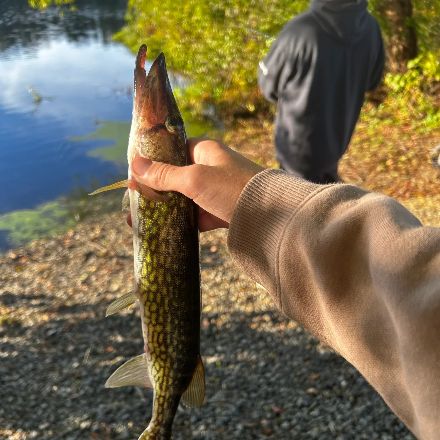 Chain pickerel caught on Fishbrain