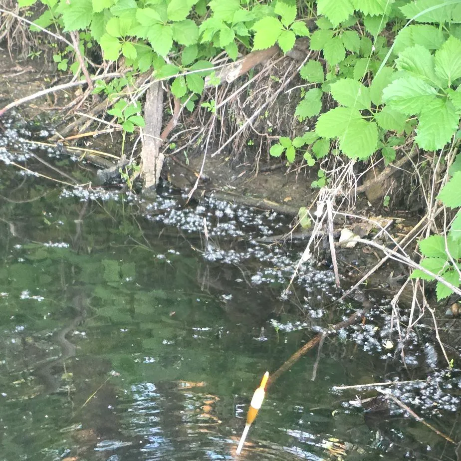 The most recent Painted turtle catches on Fishbrain