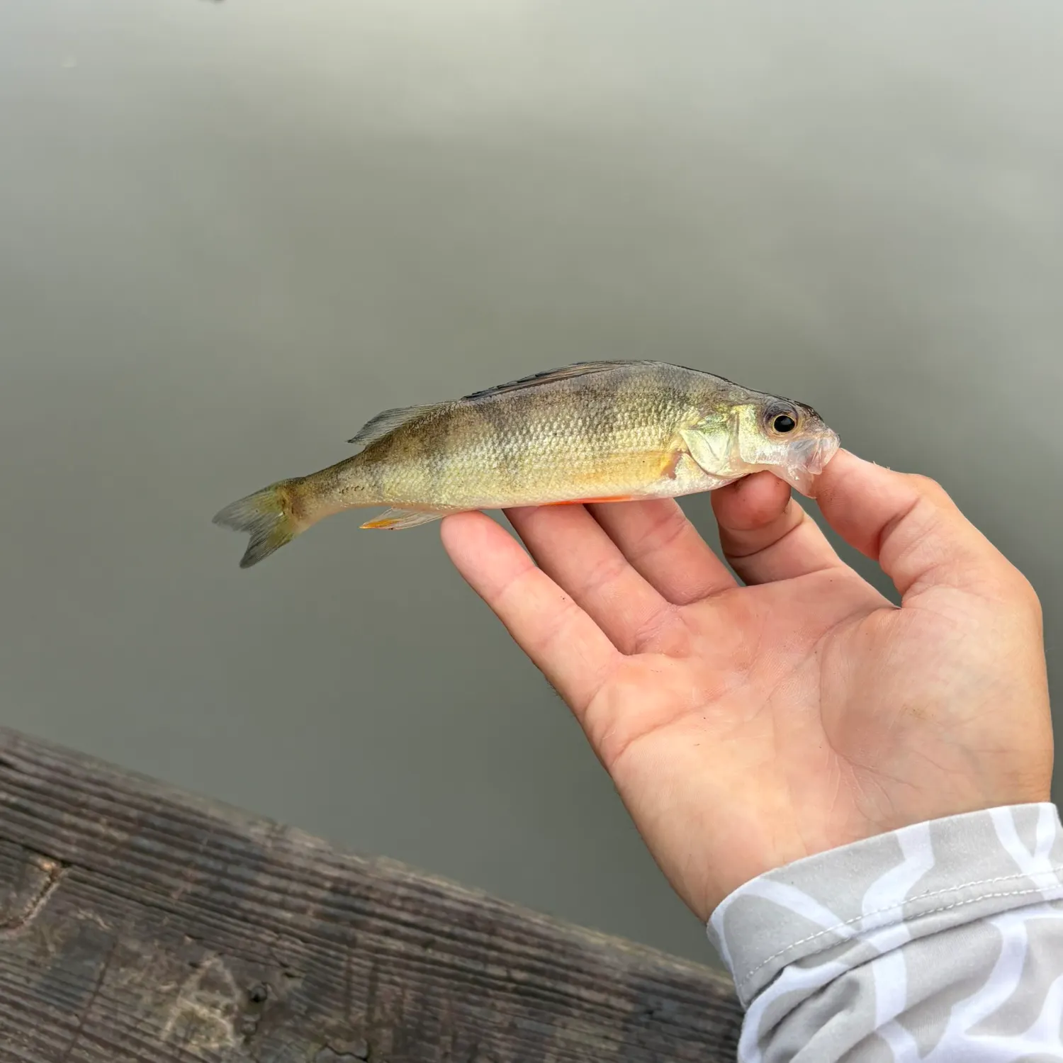Yellow perch caught on Fishbrain
