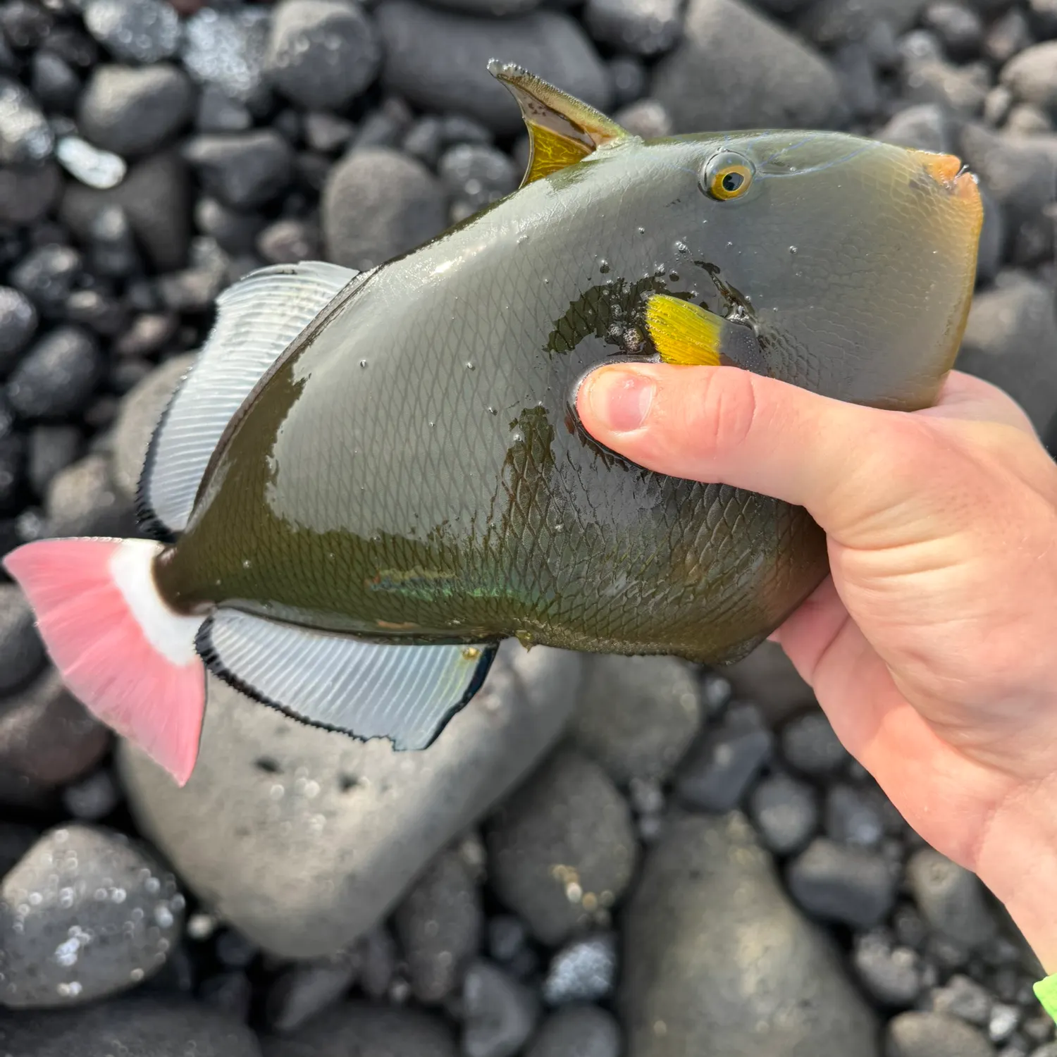 The most recent Pinktail triggerfish catches on Fishbrain