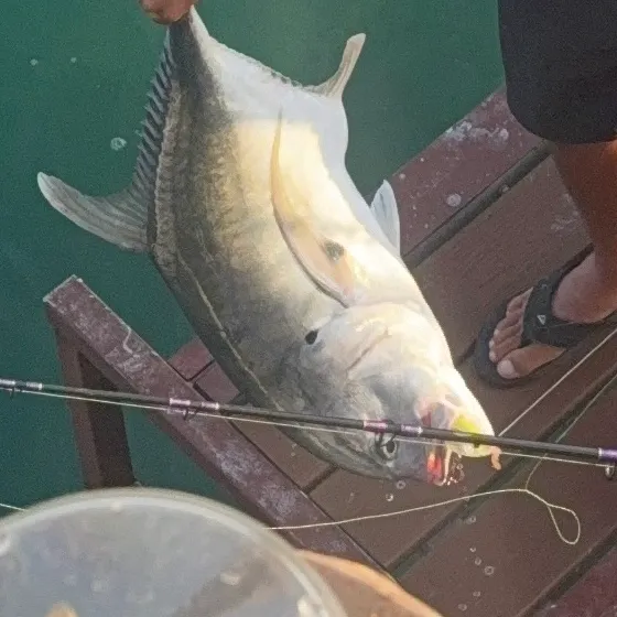 The most recent Pacific crevalle jack catches on Fishbrain