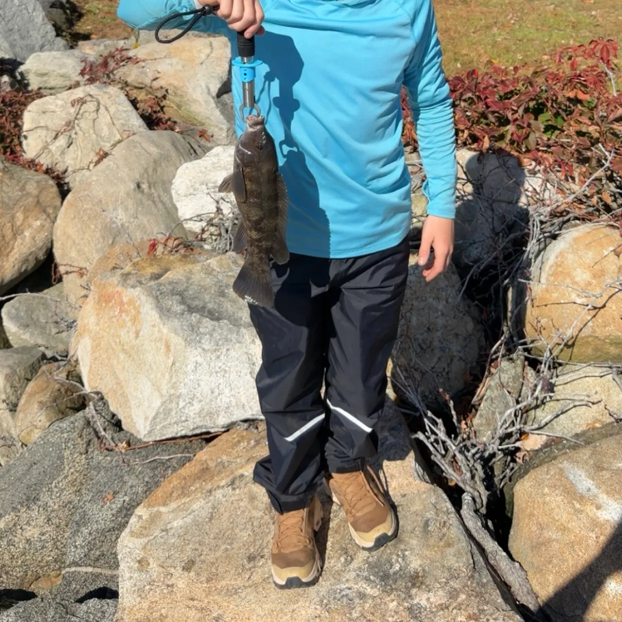 The most recent Tautog catches on Fishbrain