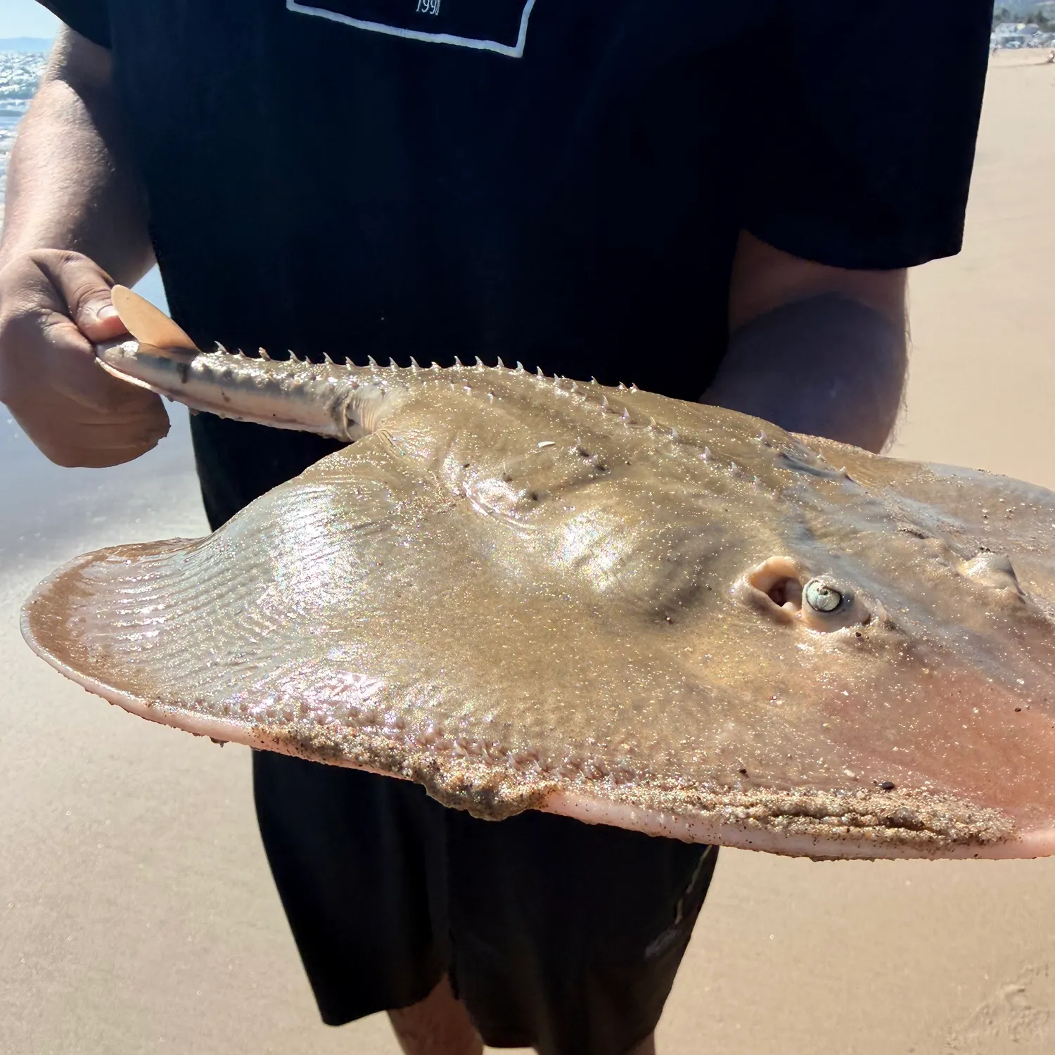 Thornback guitarfish caught on Fishbrain