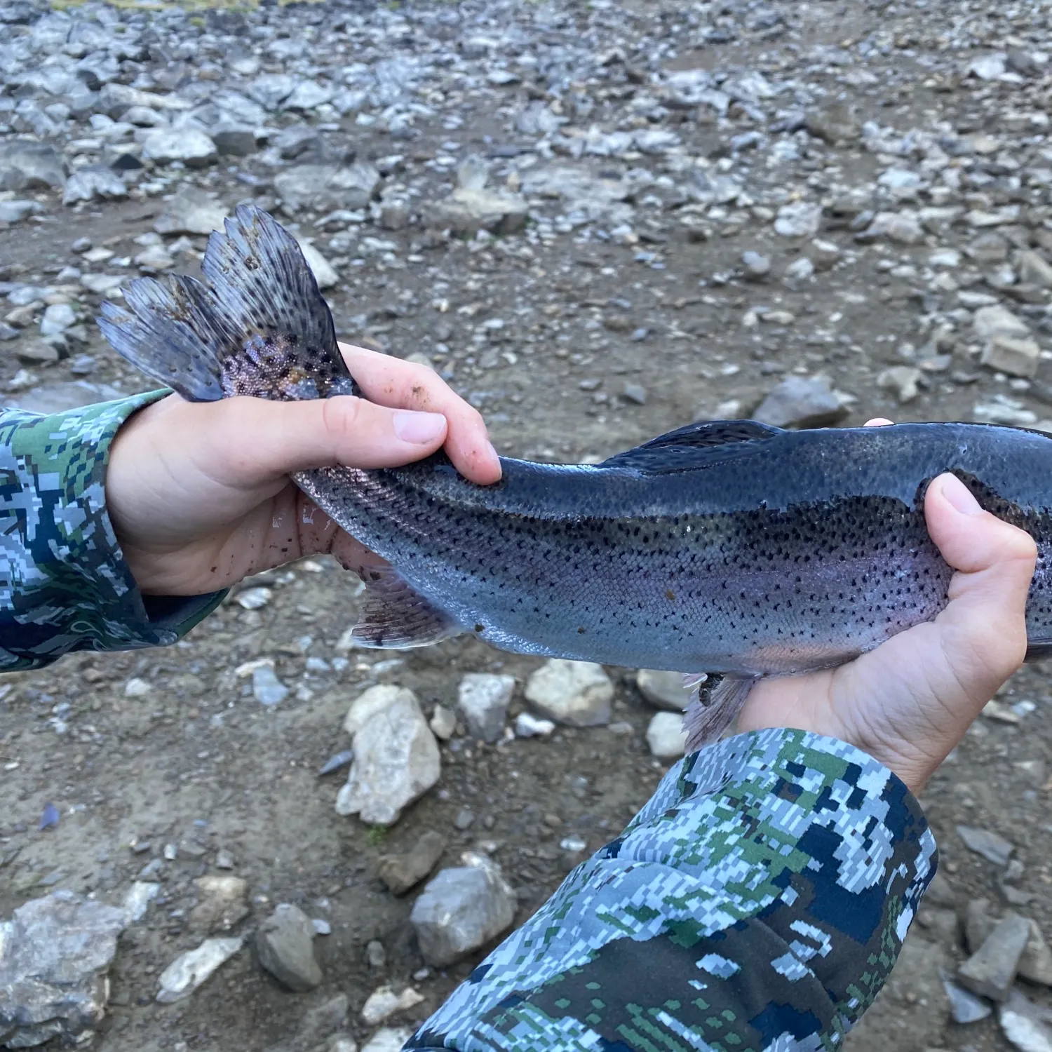 Rainbow trout caught on Fishbrain