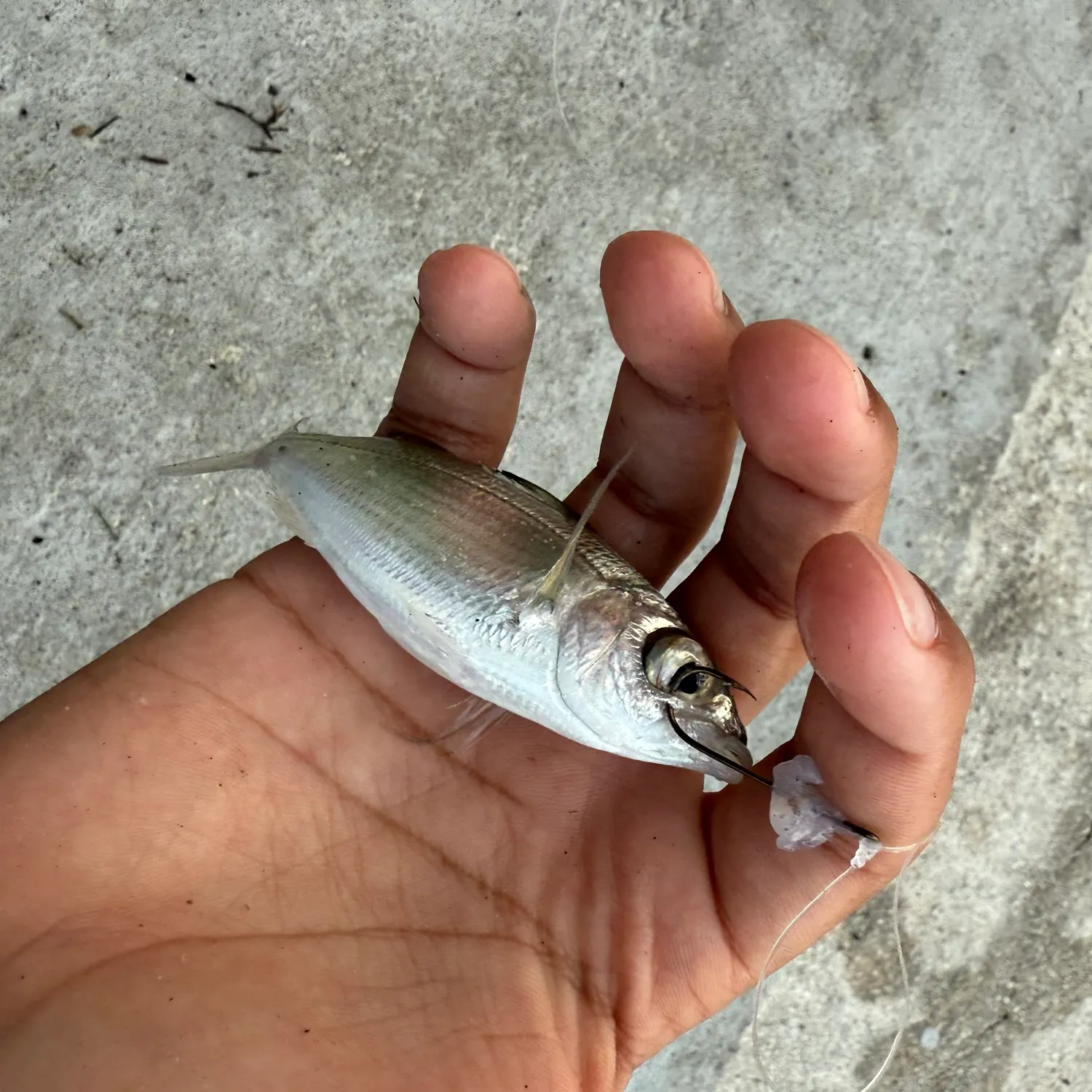 The most recent Tidewater mojarra catches on Fishbrain