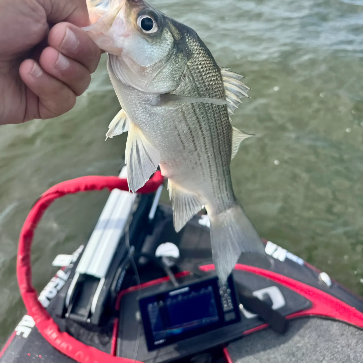 White bass caught on Fishbrain