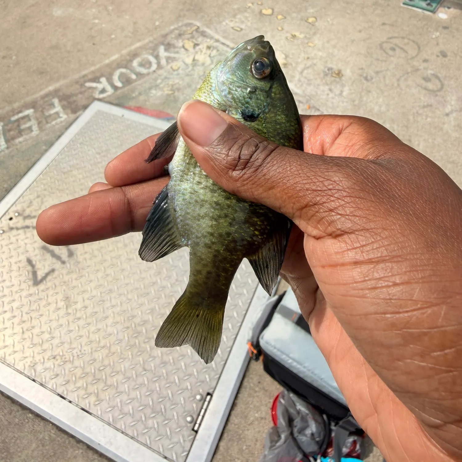 Bluegill caught on Fishbrain