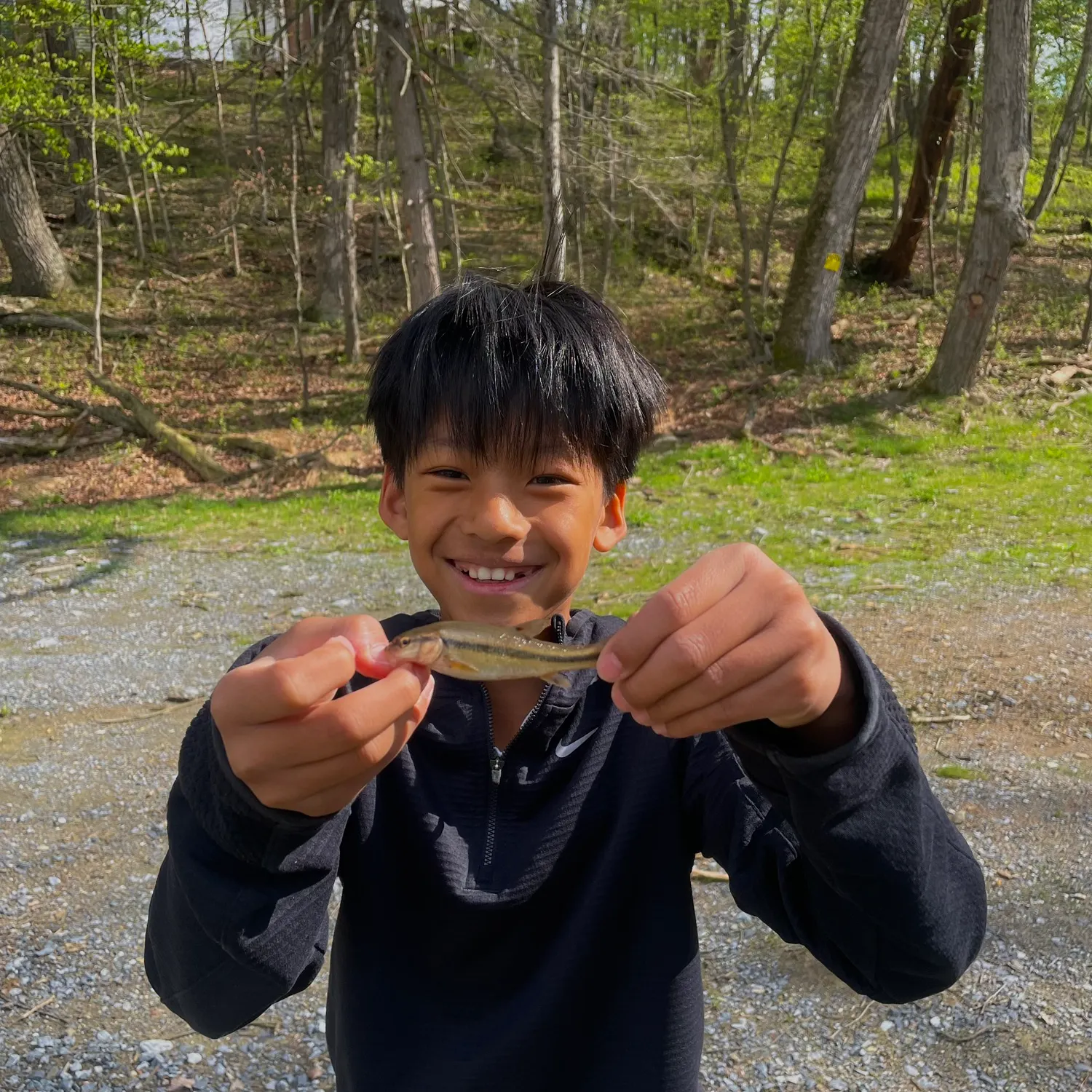 The most recent Shovelnose sturgeon catches on Fishbrain